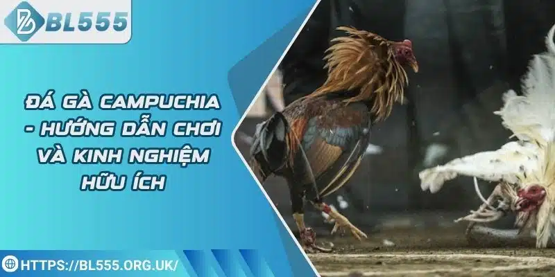 Đá gà Campuchia - Hướng dẫn chơi và kinh nghiệm hữu ích